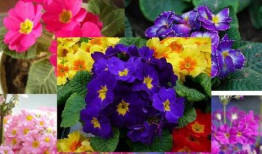 樱花草视频,一场春日里的浪漫邂逅